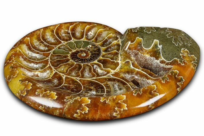 Polished Fossil Ammonite Dish - Madagascar #361361
